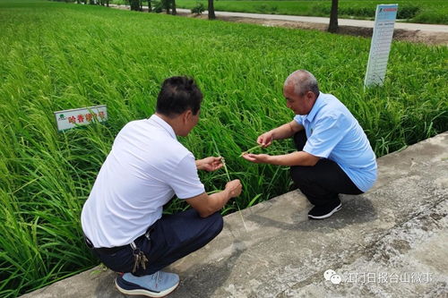 北大荒 進駐 廣東第一田 在臺山打造現(xiàn)代農(nóng)業(yè)示范基地