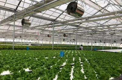 補貼上百萬!數字農業工廠:智能化、自動化的農業生產新模式