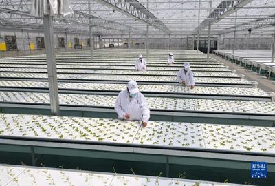 新華全媒+丨蔬菜長(zhǎng)&ldquo;墻上&rdquo;,好吃又&ldquo;時(shí)尚&rdquo;--智慧&ldquo;菜園子&rdquo;的科技范