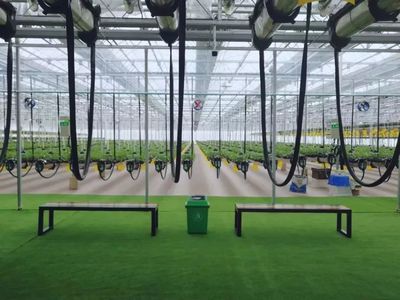 【消息】全國(guó)首家城市空中草莓園本月17日亮相常德,滿滿草莓任君采.