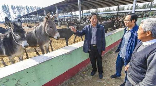 驢肉賣6000元,驢皮賣2000元,合計近萬元,可為啥農村沒人養(yǎng)驢