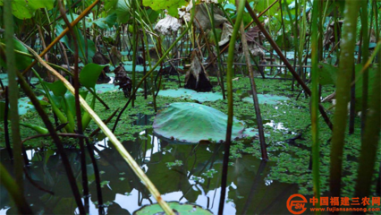 科技服務(wù)三農(nóng) | 典型案例 科技扶貧“巧”用勁，農(nóng)業(yè)科技服務(wù)顯神通