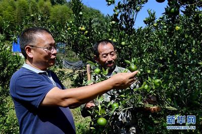 科技興農新畫卷 福建建甌“科特派”服務“三農”紀實